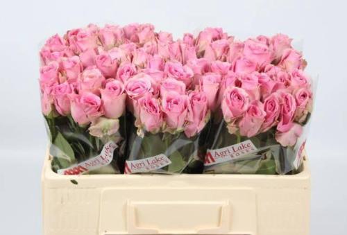 Rosa grootbloemig Wham