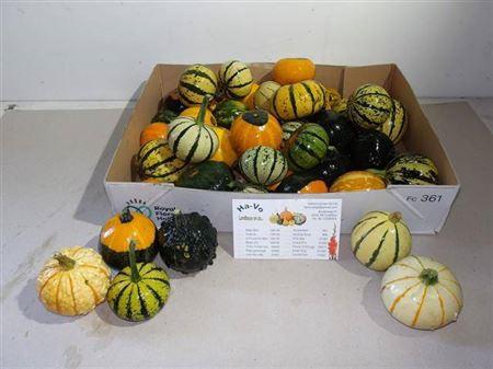 Siervruchten per stuk Cucurbita pepo gemengd