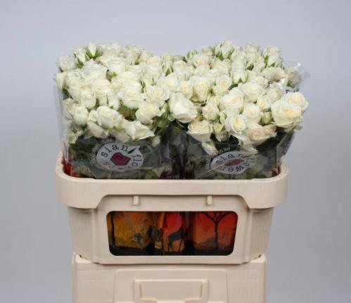 Rosa tros Snowy Blossoms