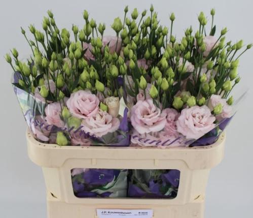 Eustoma russellianum gevuldbloemig 'Corelli Light Pink'