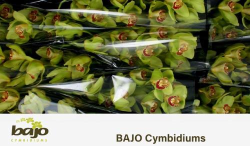 Cymbidium grootbloemig per tak 'Mrs. Maxima'