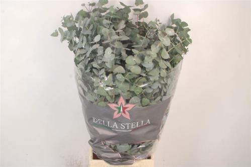 Eucalyptus per bos cinerea