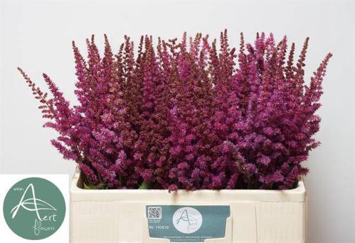Astilbe 'Maggie Daley'