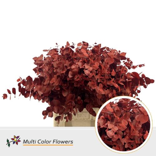 Eucalyptus cinerea kleurbehandeld per bos H%