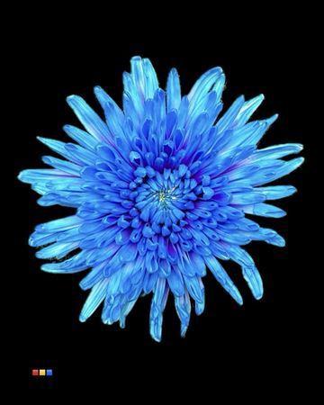 Chrysanthemum (Indicum Grp) geplozen Topspin kleurbehandeld H%
