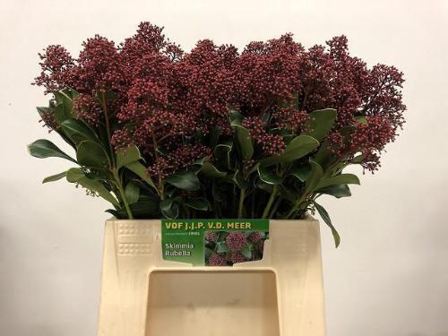 Skimmia per bos japonica 'Rubella'