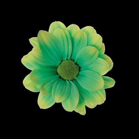 Chrysanthemum Indicum Grp tros kas kleurbehandeld H%