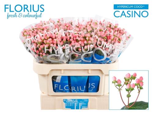 Hypericum Coco Casino