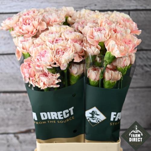 Dianthus standaard overig