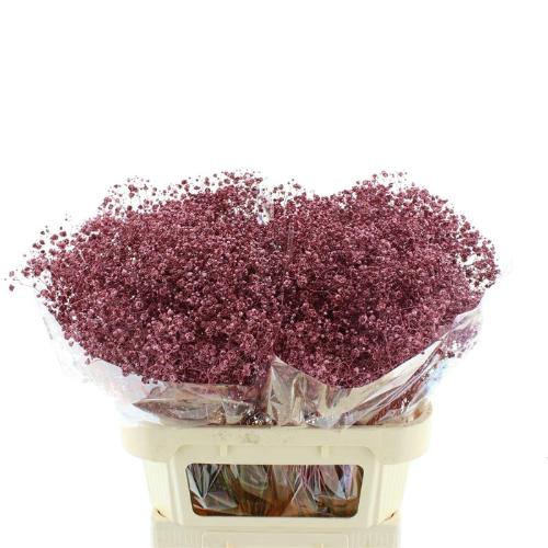 Gypsophila overig kleurbehandeld H%