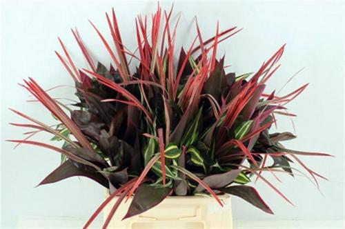 Dracaena sanderiana