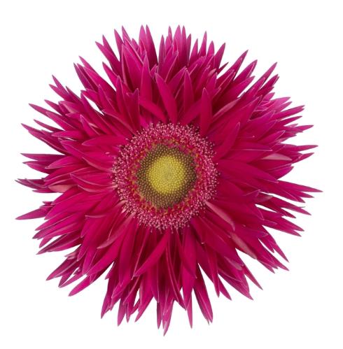 Gerbera grootbloemig spinvormig Kaa+