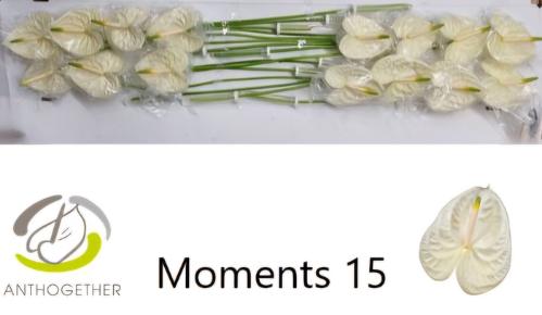Anthurium Andreanum Grp Moments