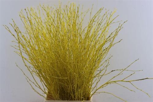 Betula kleurbehandeld H%