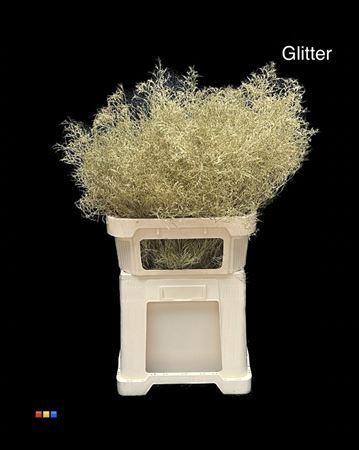 Limonium overig kleurbehandeld H%