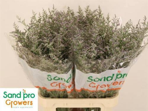 Limonium 'Misty Blue'