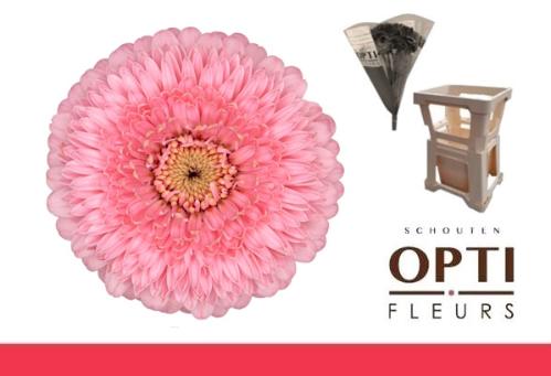 Gerbera mini bolvormig Pomponi Piggy