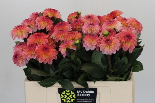Dahlia 'Chanel'