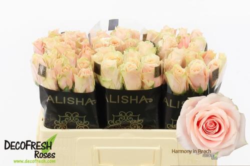 Rosa grootbloemig Harmony in Peach