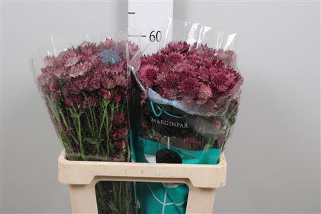 Astrantia major 'Roma'