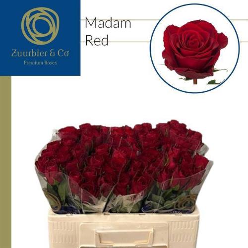 Rosa grootbloemig Madam Red