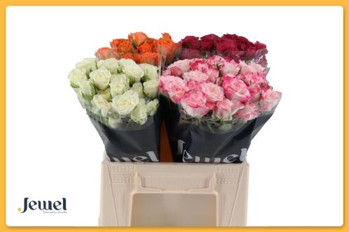 Rosa tros gemengd in fust