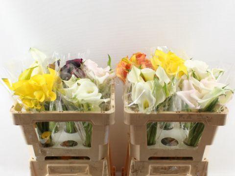 Zantedeschia overig gemengd