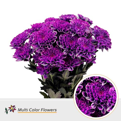 Chrysanthemum Indicum Grp tros kas kleurbehandeld H%
