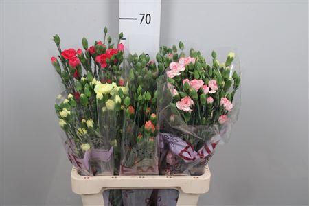 Dianthus tros gemengd in fust