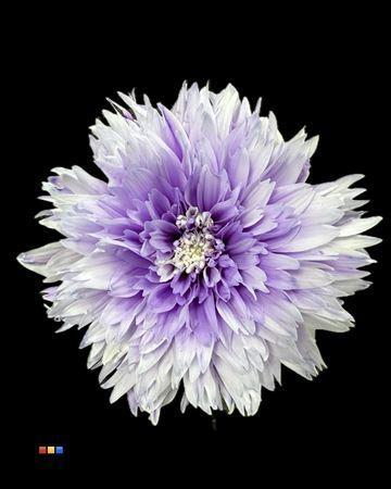 Chrysanthemum geplozen kas kleurbehandeld H%