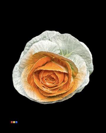 Brassica oleracea kleurbehandeld H%