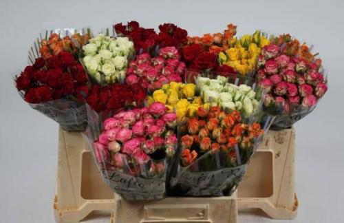 Rosa tros gemengd in fust