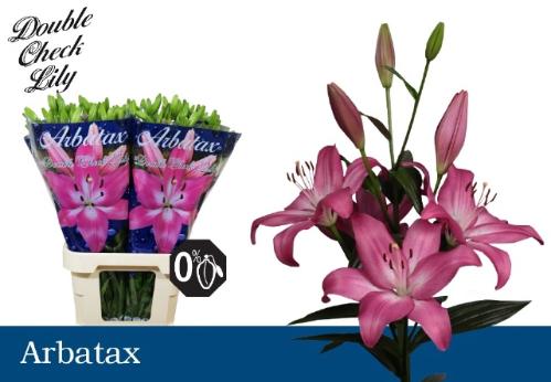 Lilium Longiflorum x Aziatische Grp 'Arbatax'