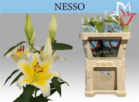 Lilium (Oriental Grp) 'Nesso'