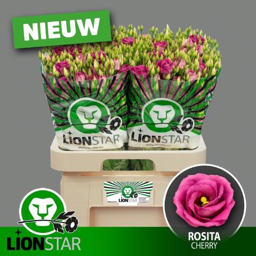 Hippeastrum per kelk overig rood