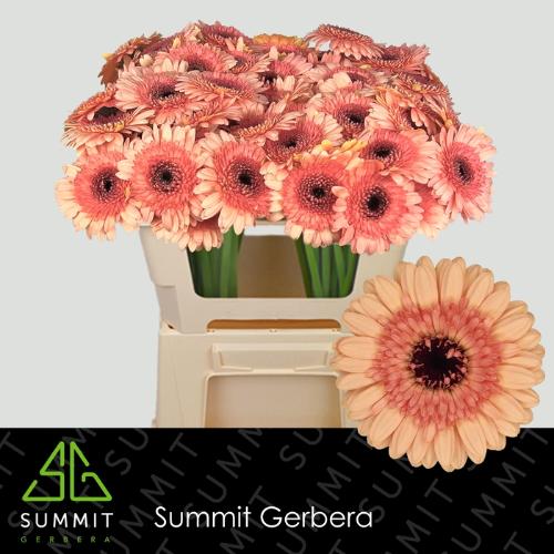 Gerbera mini Oreo