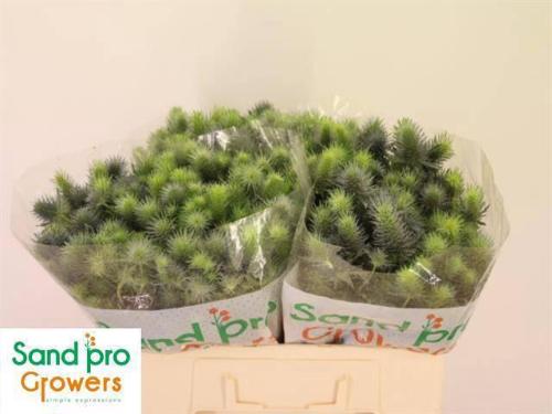 Eryngium alpinum Pacific Blue Sky