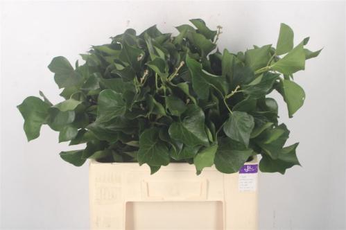 Hedera helix (blad)