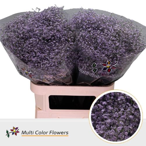 Gypsophila overig kleurbehandeld H%