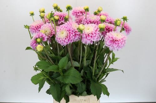 Dahlia Ball Grp 'Sweet Love'