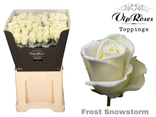 Rosa grootbloemig kleurbehandeld H%