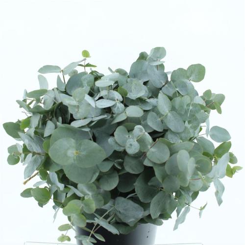 Eucalyptus per bos cinerea