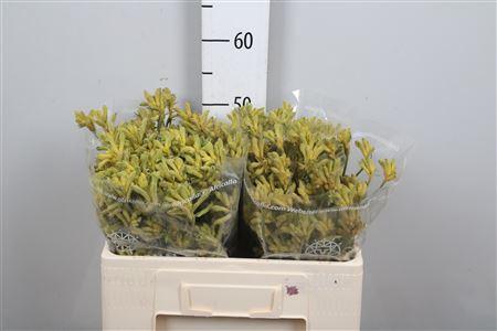 Anigozanthos overig
