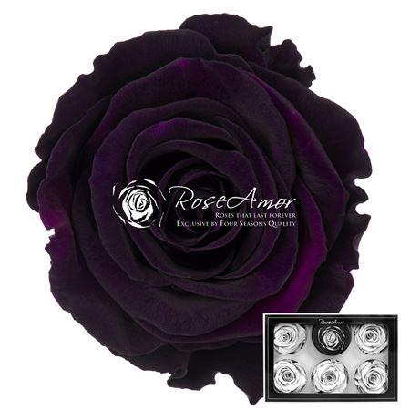 Rosa grootbloemig kleurbehandeld H%