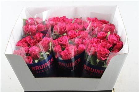 Rosa grootbloemig Susan