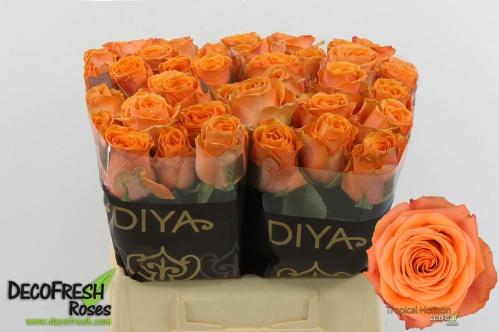 Rosa grootbloemig Tropical Horizon