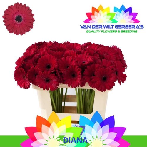 Gerbera mini Diana