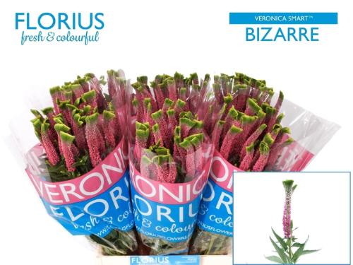Veronica Smart Bizarre