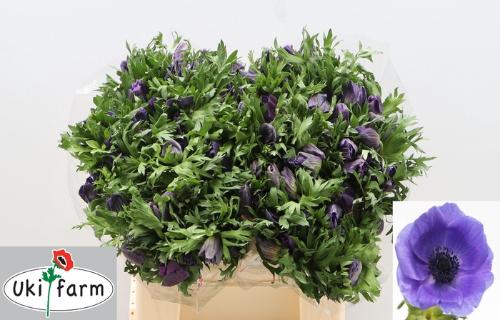 Anemone coronaria 'Galil Blauw'