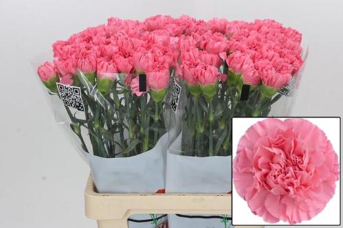 Dianthus standaard Cerisier